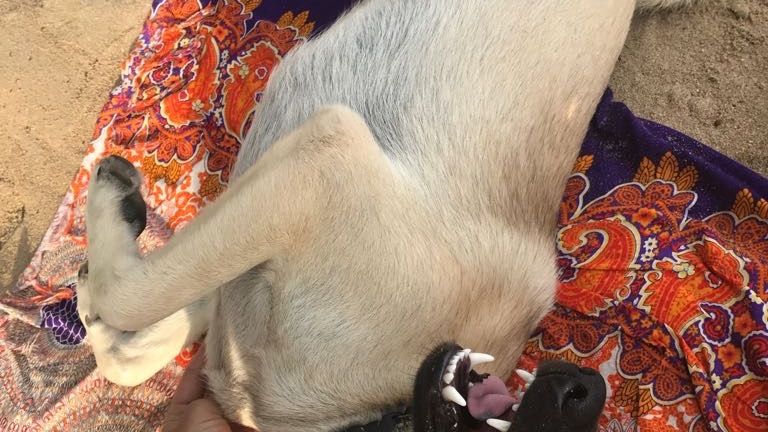 freiwilligenarbeit-thailand-erfahrungsbericht-tierschutz-pflege-natucate