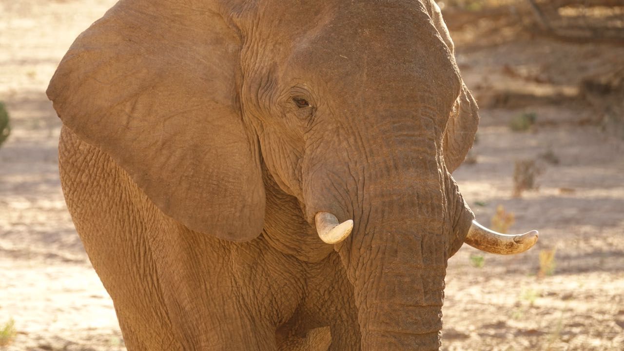 erfahrungsberichte-freiwilligenarbeit-elefantenschutz-namibia-hendrik-elefant-nahaufnahme