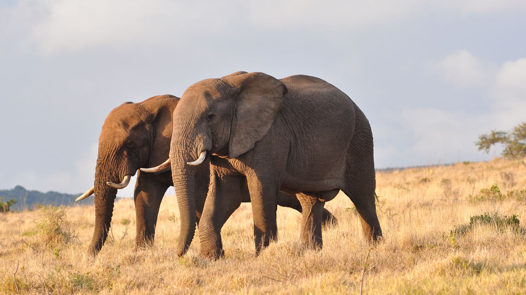 blog-ratgeber-sambia-unterer-sambesi-nationalpark-elefanten-natucate