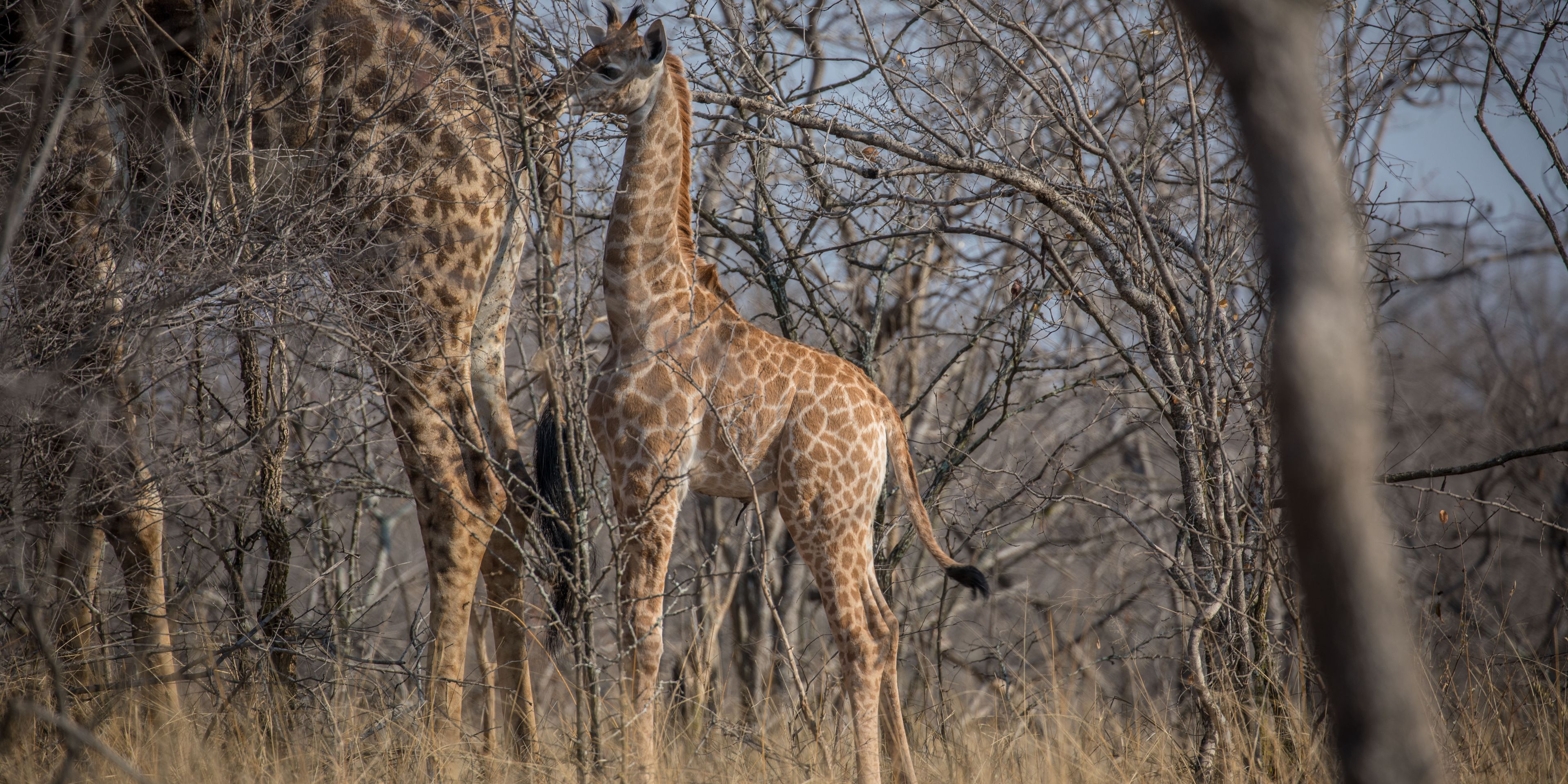 Wildlife in Botswana: Ein Giraffenkalb steht dicht bei seiner Mutter im afrikanischen Busch.