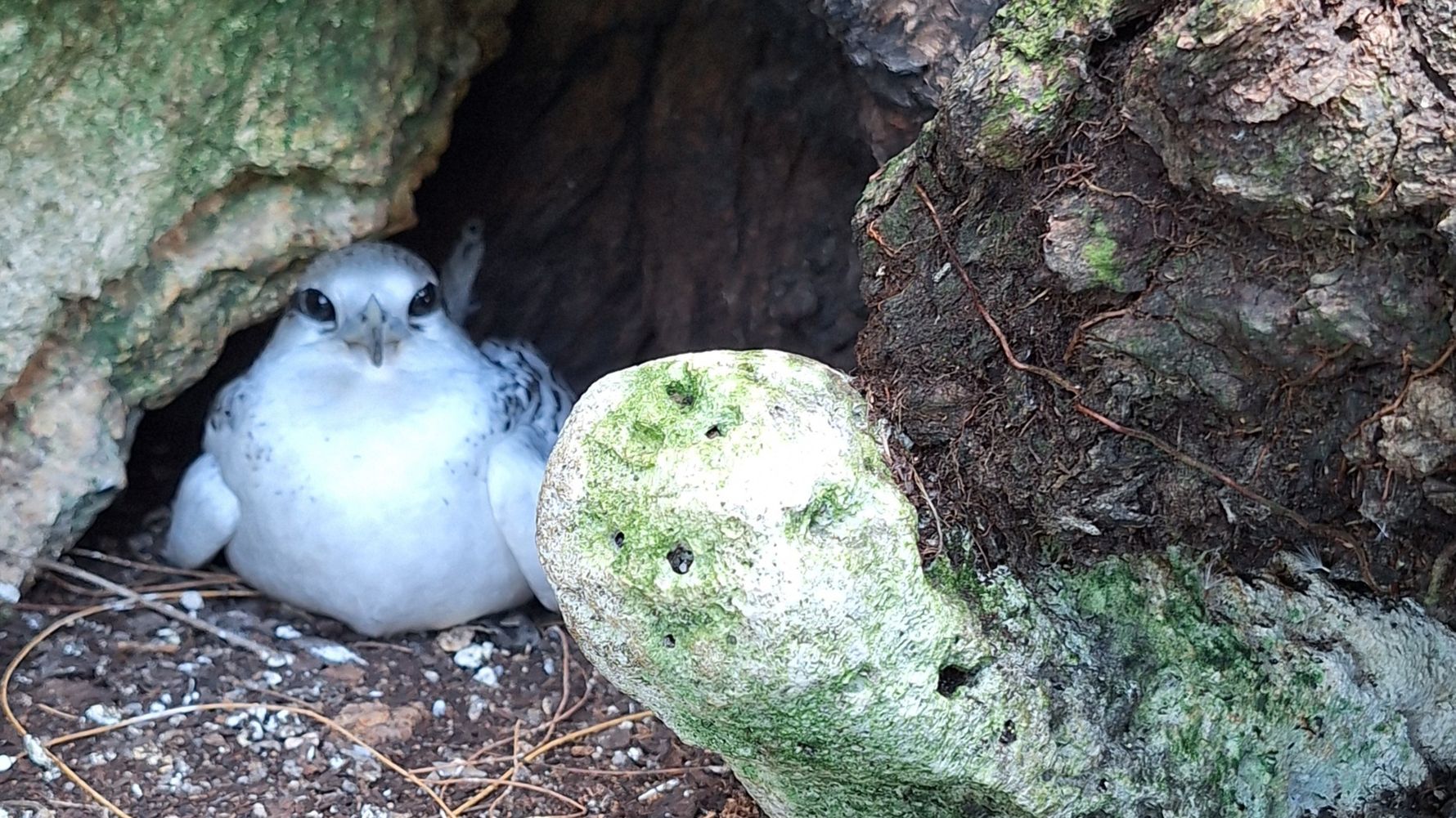 natucate-blog-review-seychelles-north-island-lydia-bird-cute