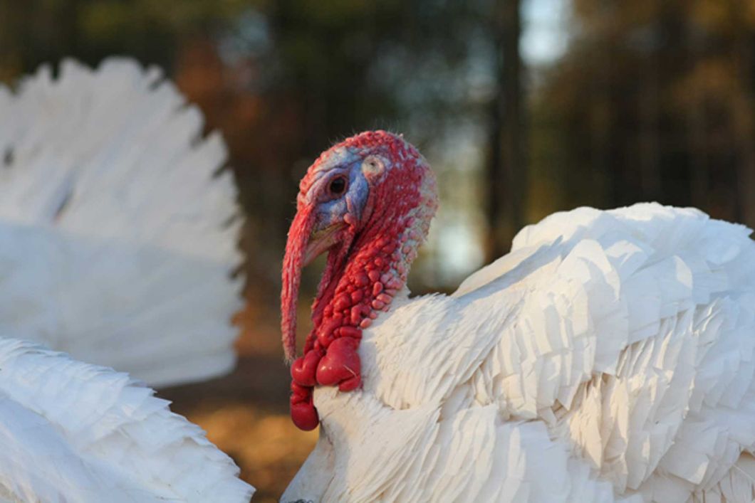Nahaufnahme eines Truthahns, der in einem Tierschutzzentrum in Kalifornien lebt