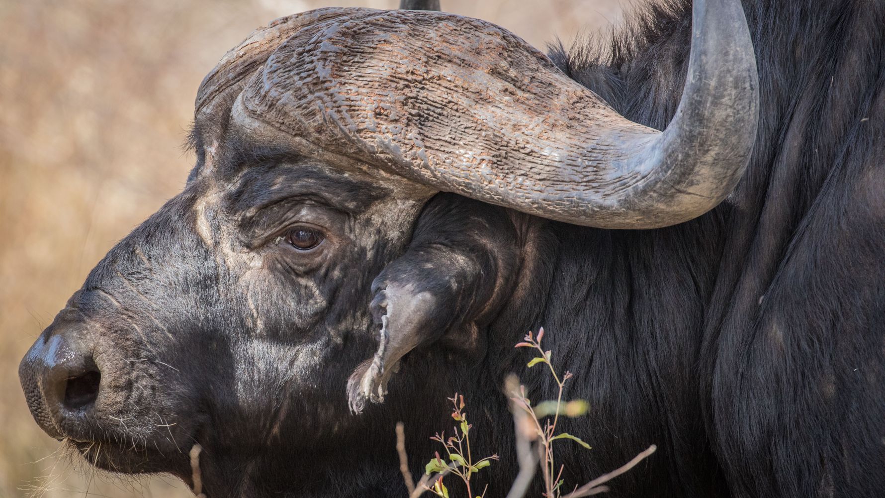 Natucate Blog – African Buffalo ⋅ Natucate