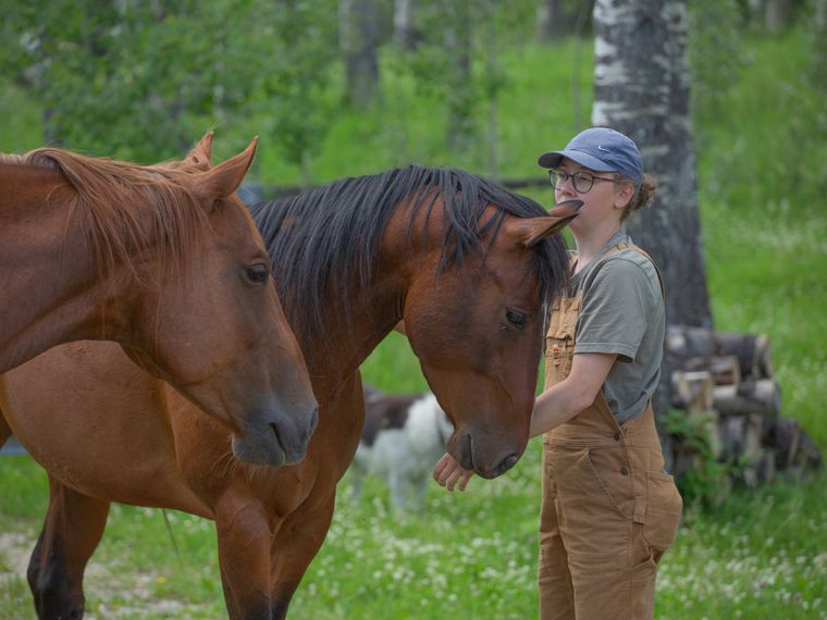 natucate-canada-freiwilligenarbeit-horses-zwei-pferde