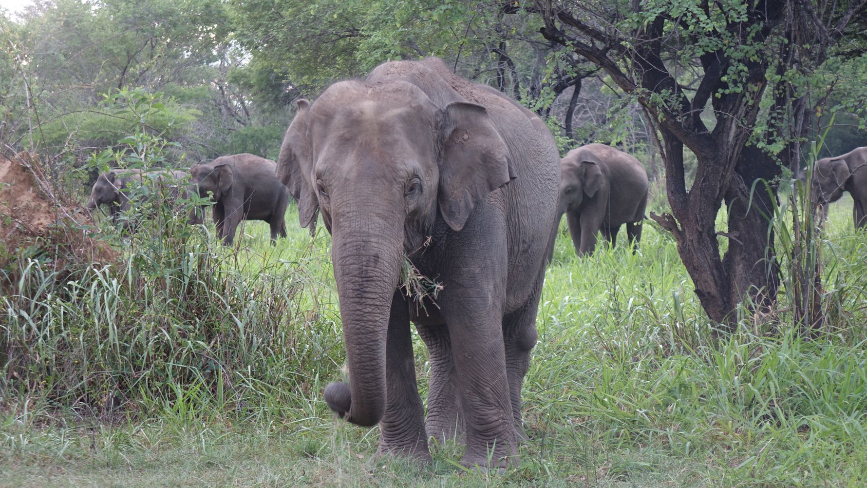 wasgamuwa-reiseort-nationalpark-elefanten-natucate