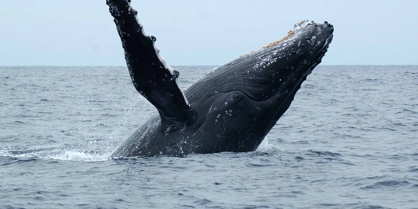 Ein Buckelwal vor der suedafrikanischen Kueste taucht aus dem Meer auf.