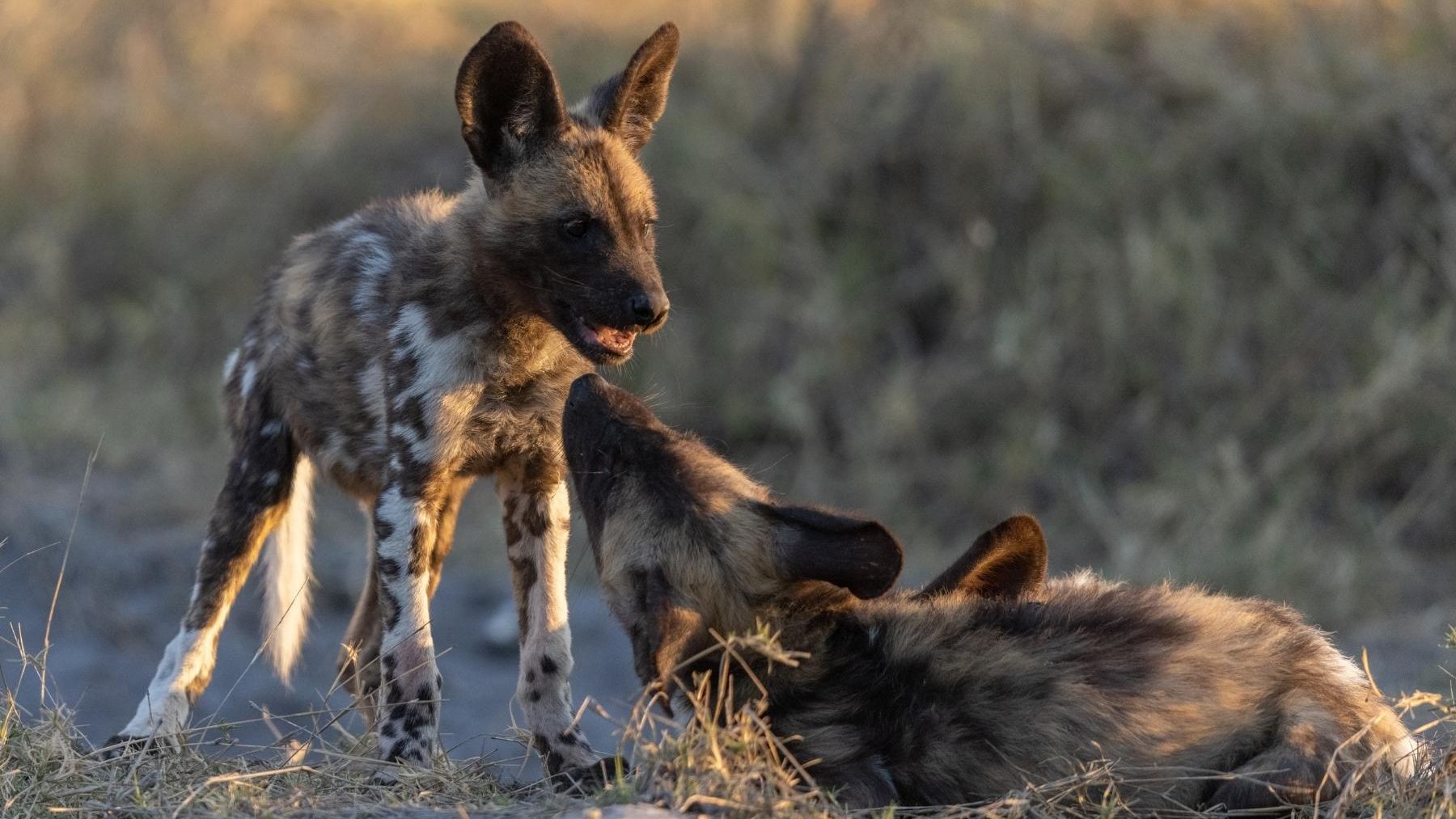 Zwei afrikanische Wildhund Welpen spielen gemeinsam in Botswana