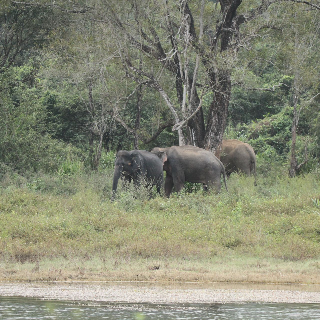 erfahrungsberichte-freiwilligenarbeit-sri-lanka-artenschutz-thomas-elefanten-ferne-natucate