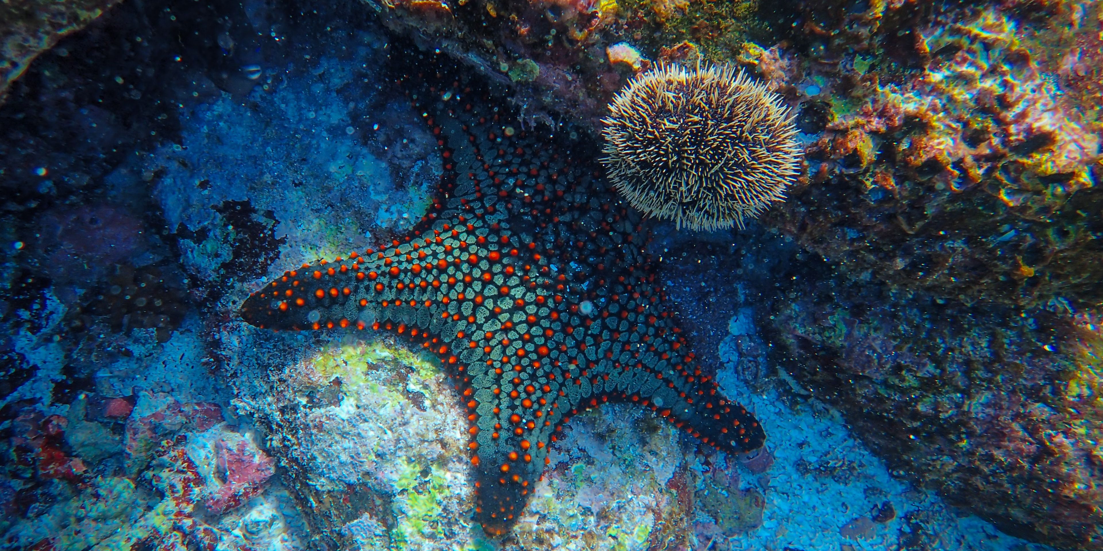 A colourful sea star in a coral reef off the coast of Mauritius