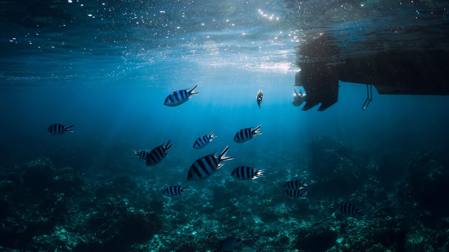 Fische und Boot
