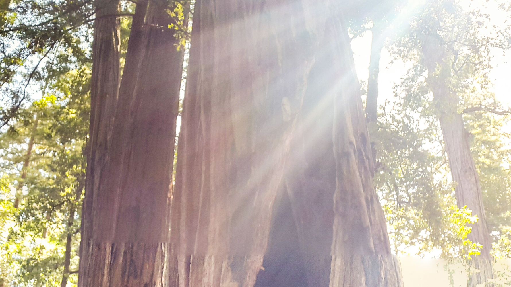 freiwilligenarbeit-usa-kalifornien-erfahrungsbericht-kundenfotos-naturschutz-baum-natucate