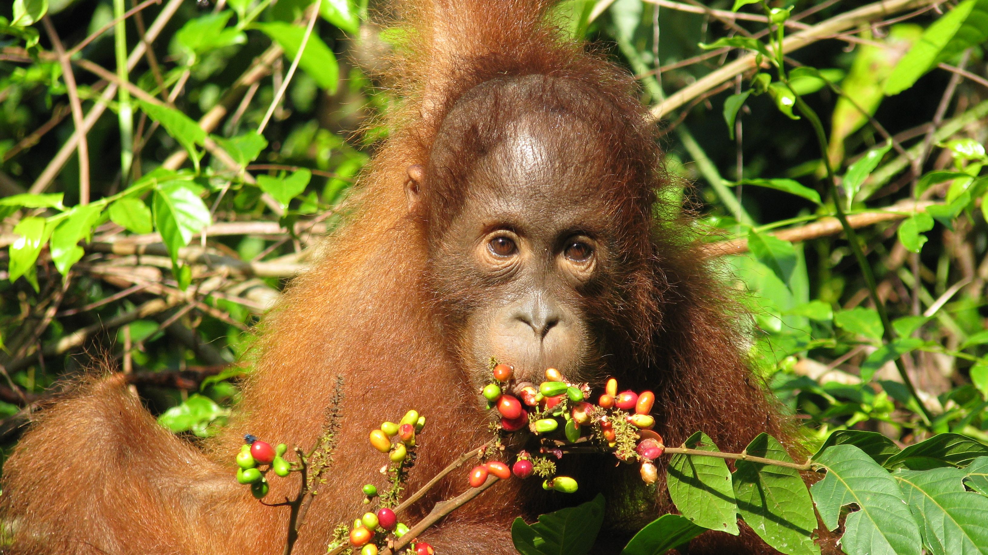 Tierwelt in Indonesien: Ein junger Orang-Utan sitzt im Sebangau-Regenwald und frisst.
