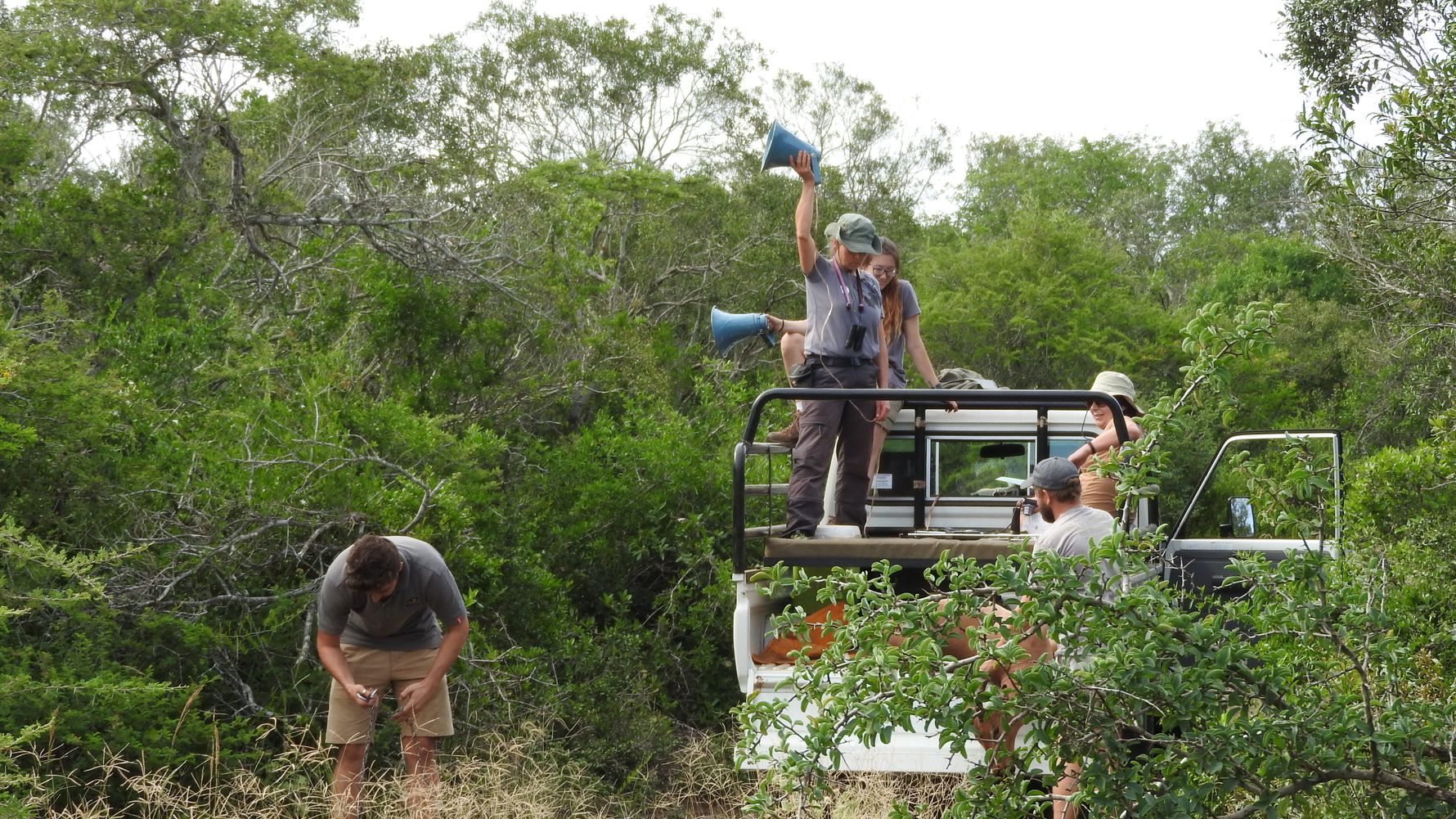 Volunteering with wildlife in South Africa: Conservation volunteers practicing telemetry