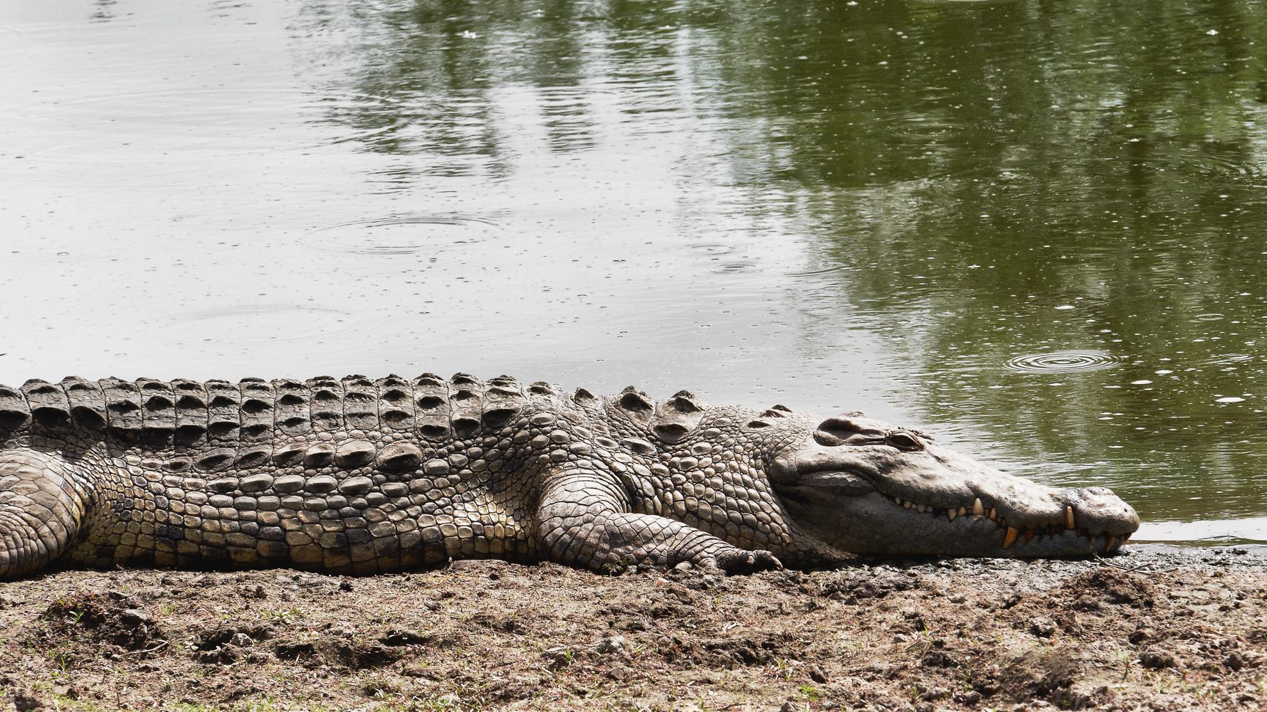 Rangerkurs: Ein Nilkrokodil liegt am Rande eines Flusses