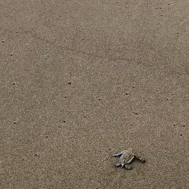 erfahrungsberichte_freiwilligendienst_costa-rica-amelia-schildkroeten-strand3