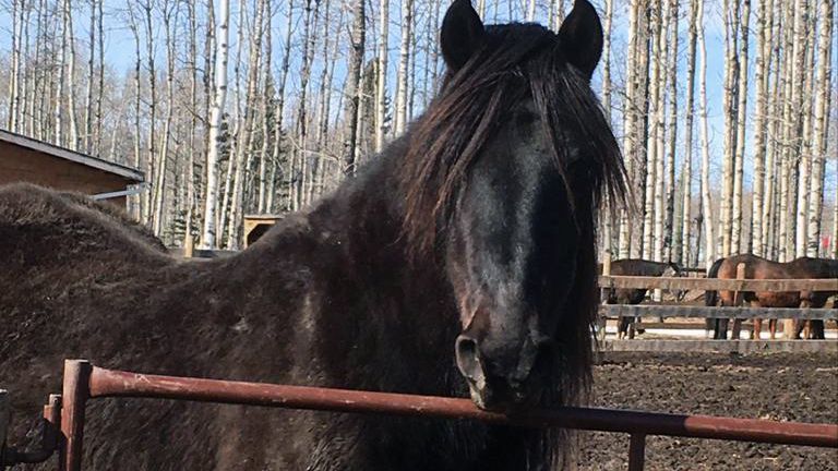 erfahrungsbericht-freiwilligenarbeit-kanada-alberta-pferdeschutz-pferd-anna-natucate