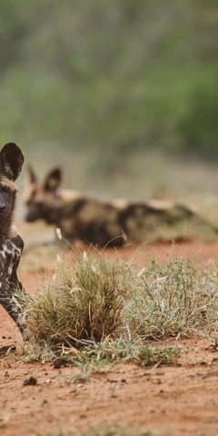 Zwei liegenden und zwei sitzenden afrikanische Wildhunde halten sich gemeinsam in der Savanne auf.