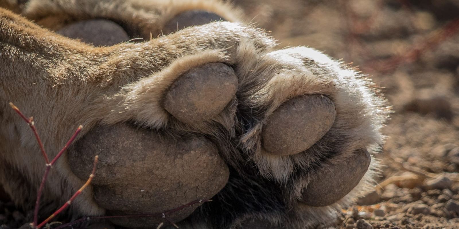 naturkurs-suedafrika-ecotracker-wildlife-monitoring-loewe-tatze-natucate