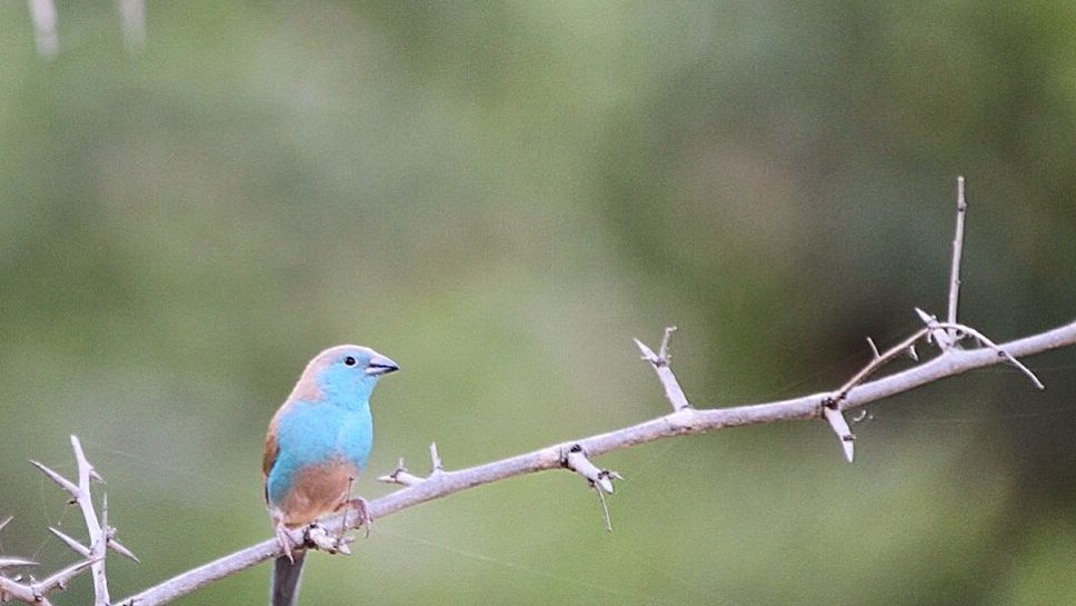erfahrungsberichte-suedliches-afrika-pfg-rangerausbildung-kundenfotos-vogel-natucate
