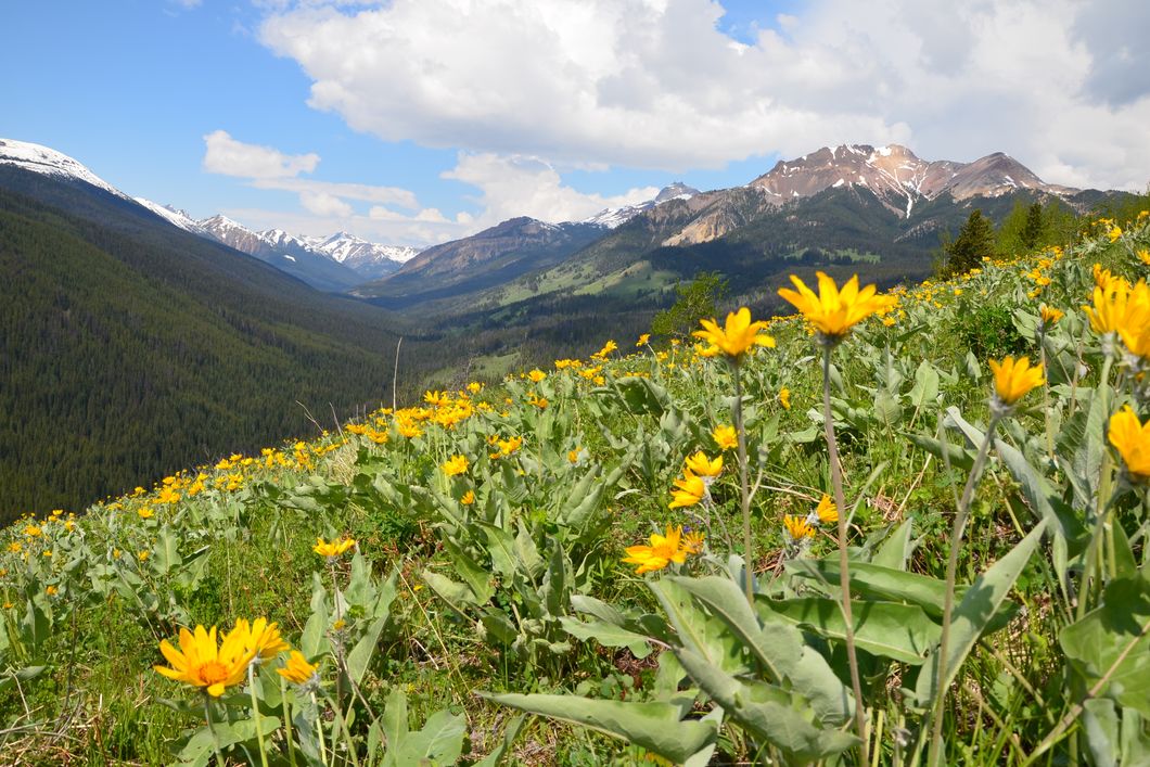 Kanadische Flora zur Naturkunde waehrend der Rangerausbildung