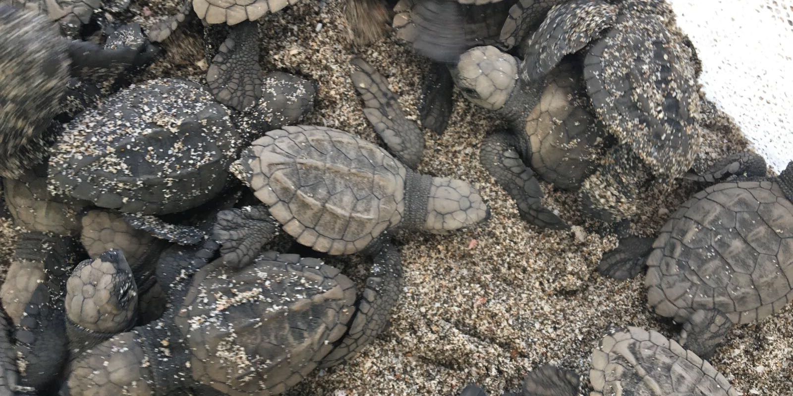 Eine Gruppe frisch geschluepfter Babyschildkroeten beginnt ihre Reise zum Meer