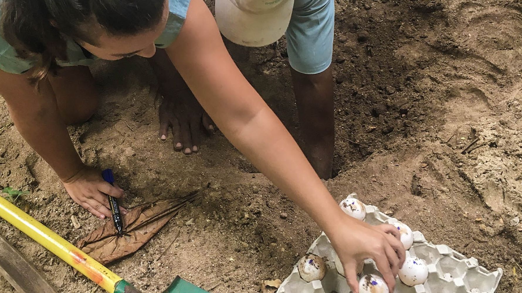 Ein Schildkroetennest voll mit markierten Eiern