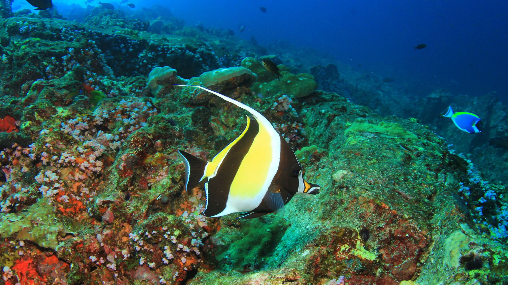 Tropischer gelb-schwarzer Fisch