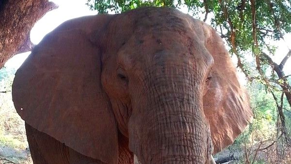 freiwilligenarbeit-suedafrika-erfahrungsbericht-kundenfotos-artenschutz-elefant-natucate