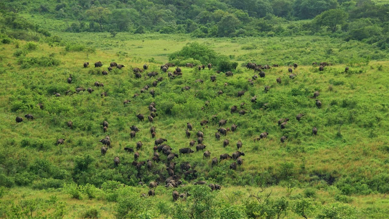 freiwilligenarbeit-suedafrika-erfahrungsbericht-kundenfotos-artenschutz-herde-natucate