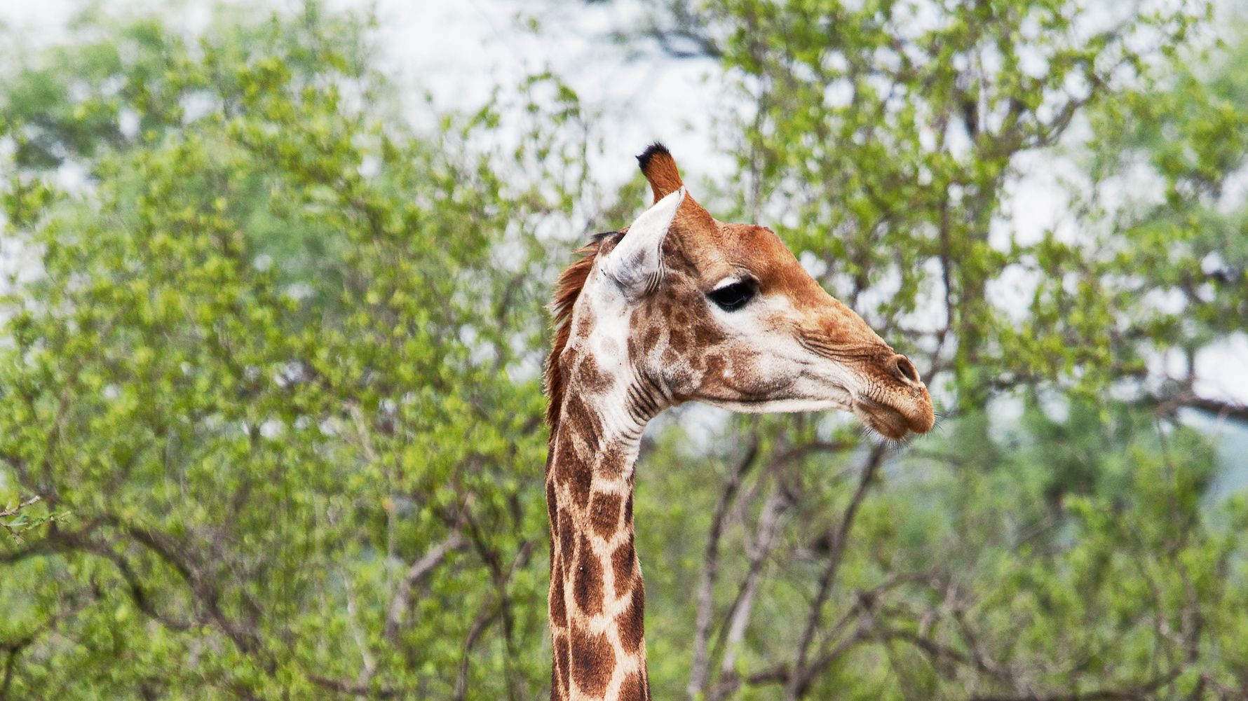 blog-erfahrungsbericht-suedafrika-ecoquest-anny-giraffe