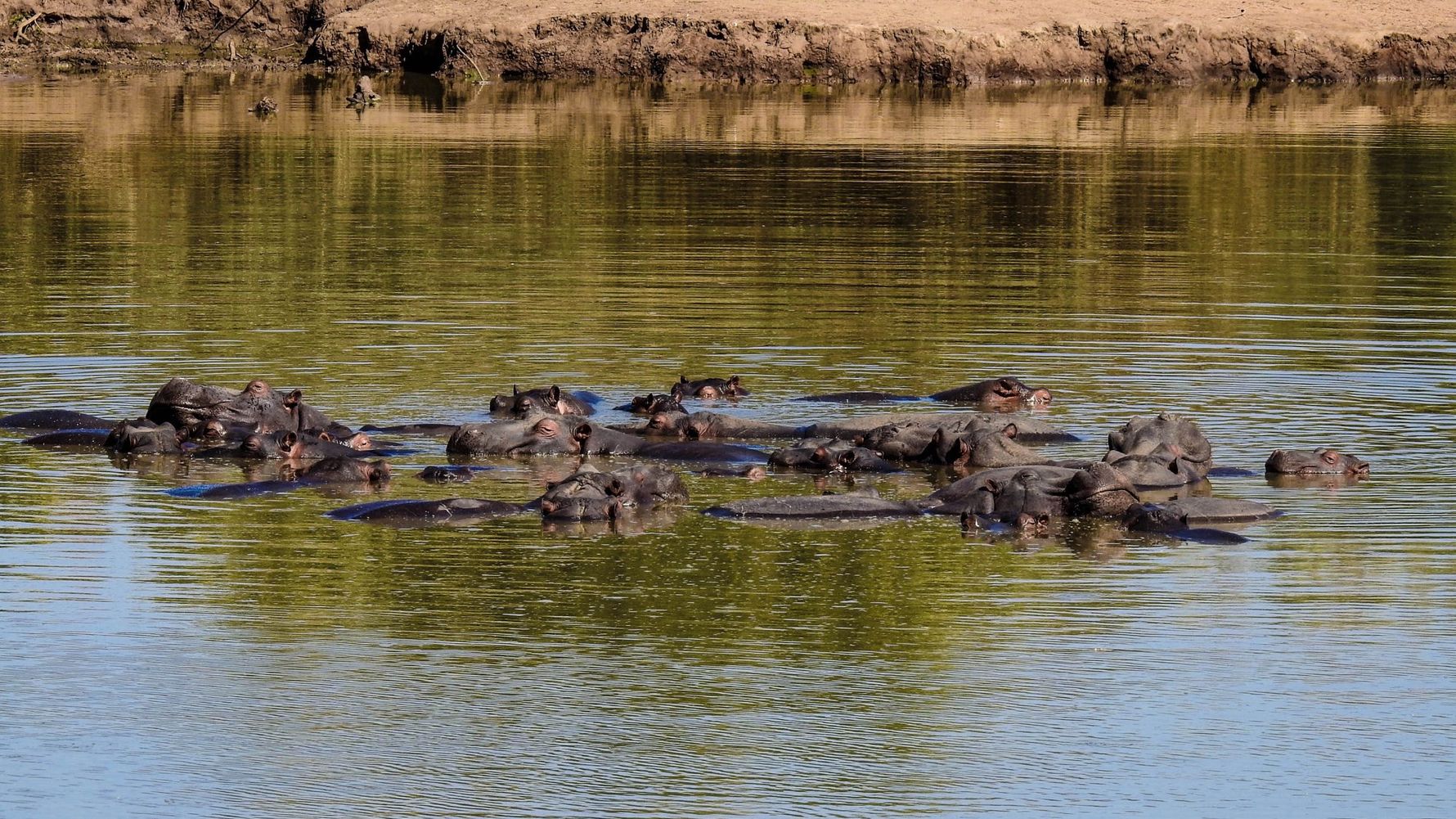 erfahrungsberichte-suedafrika-rangerausbildung-nilpferde-natucate
