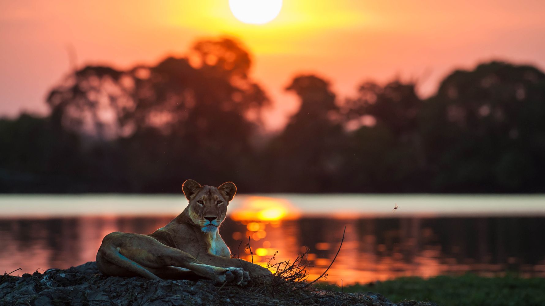 blog-ratgeber-sambia-kafue-nationalpark-loewe-sonnenuntergang-natucate