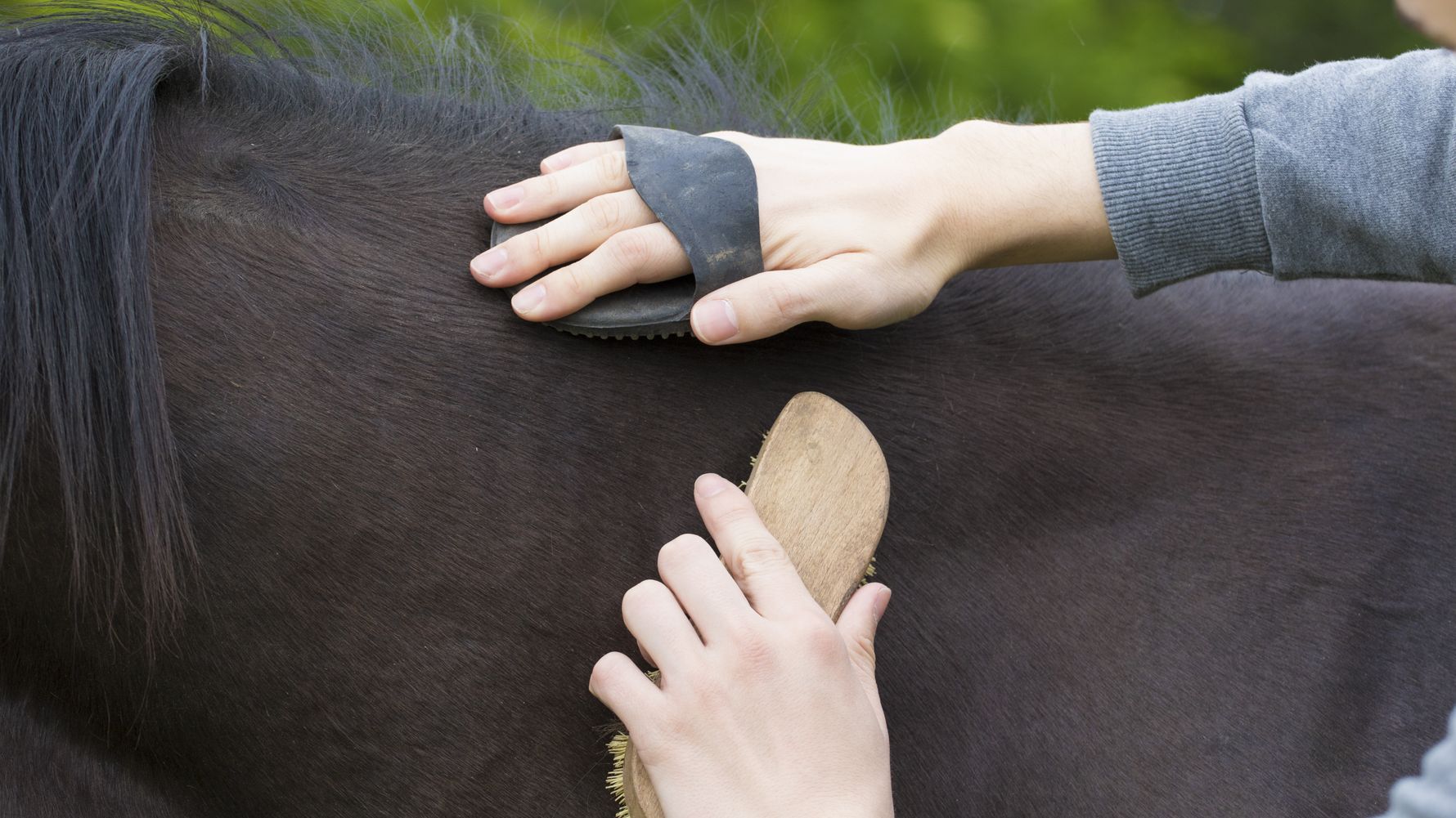 Volunteer with horses abroad: Volunteer taking care of a horse