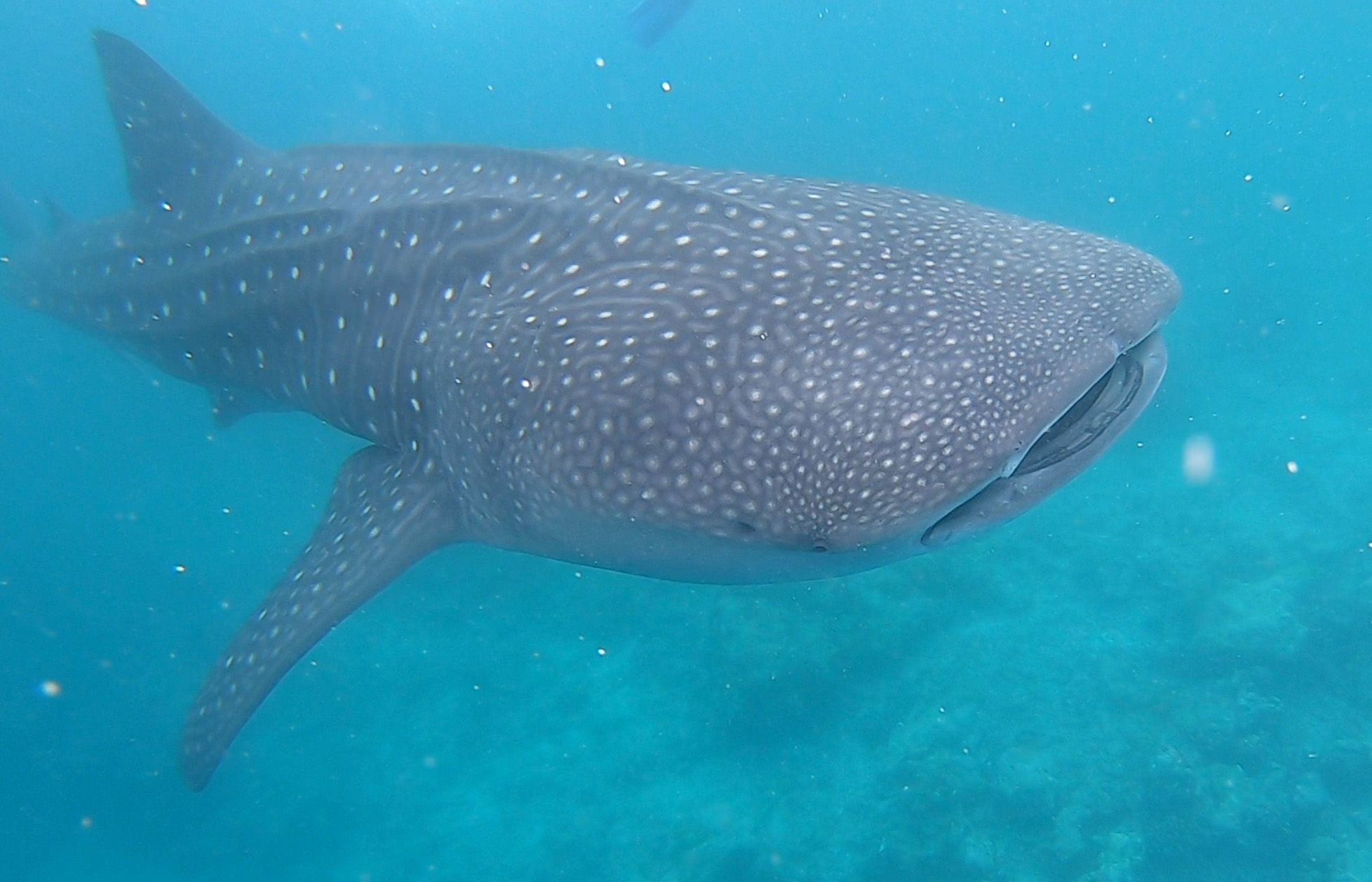 Pure chaos': how whale shark tourism in Maldives is out of control and puts  the magnificent creatures' lives at risk