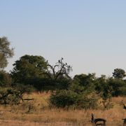 erfahrungsberichte-rangerkurse-botswana-field-guide-grundausbildung-birgit-savanne-natucate