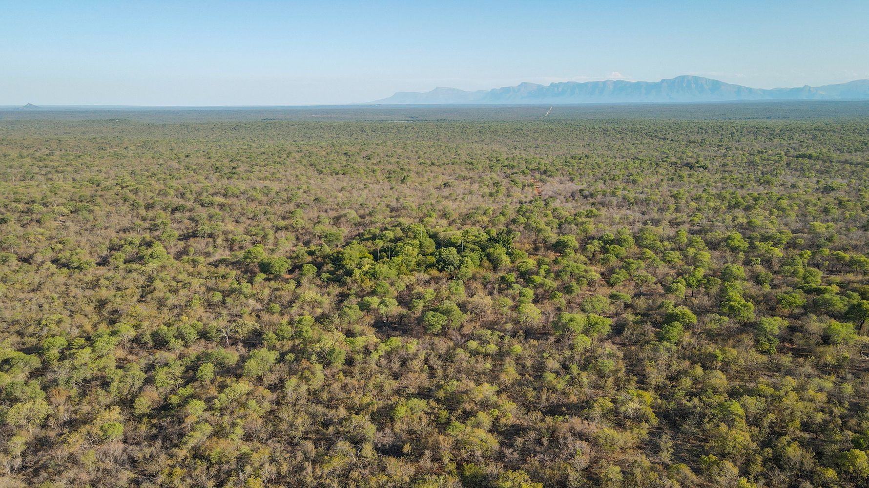 Afrikanischer Busch von oben