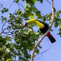 natucate-country-information-panama-bocas-del-toro-keel-billed-toucan