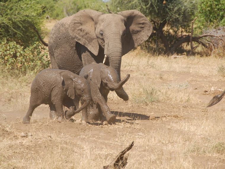 erfahrungsberichte-suedliches-afrika-fgl1-rangerausbildung-junge-elefanten-natucate
