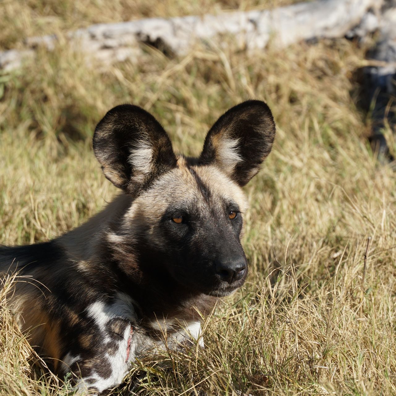 erfahrungsberichte-rangerkurse-botswana-field-guide-training-walter-wildhund-nahaufnahme-natucate