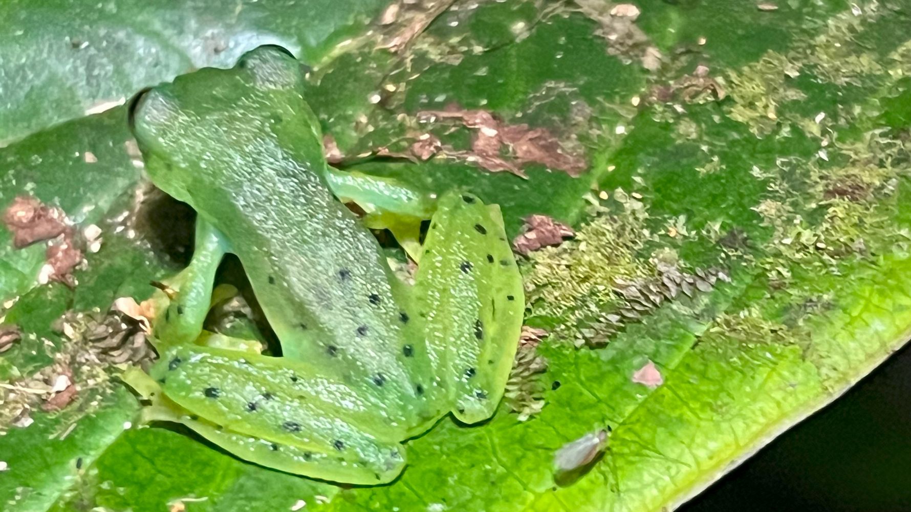 erfahrungbericht-jarne-freiwilligenarbeit-costa-rica-waldschutz-8