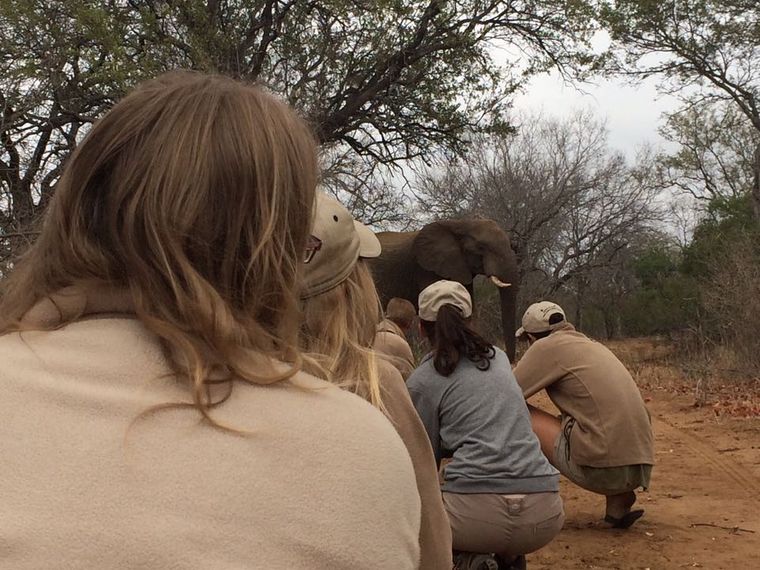 erfahrungsberichte-suedliches-afrika-pfg-rangerausbildung-elefant-natucate