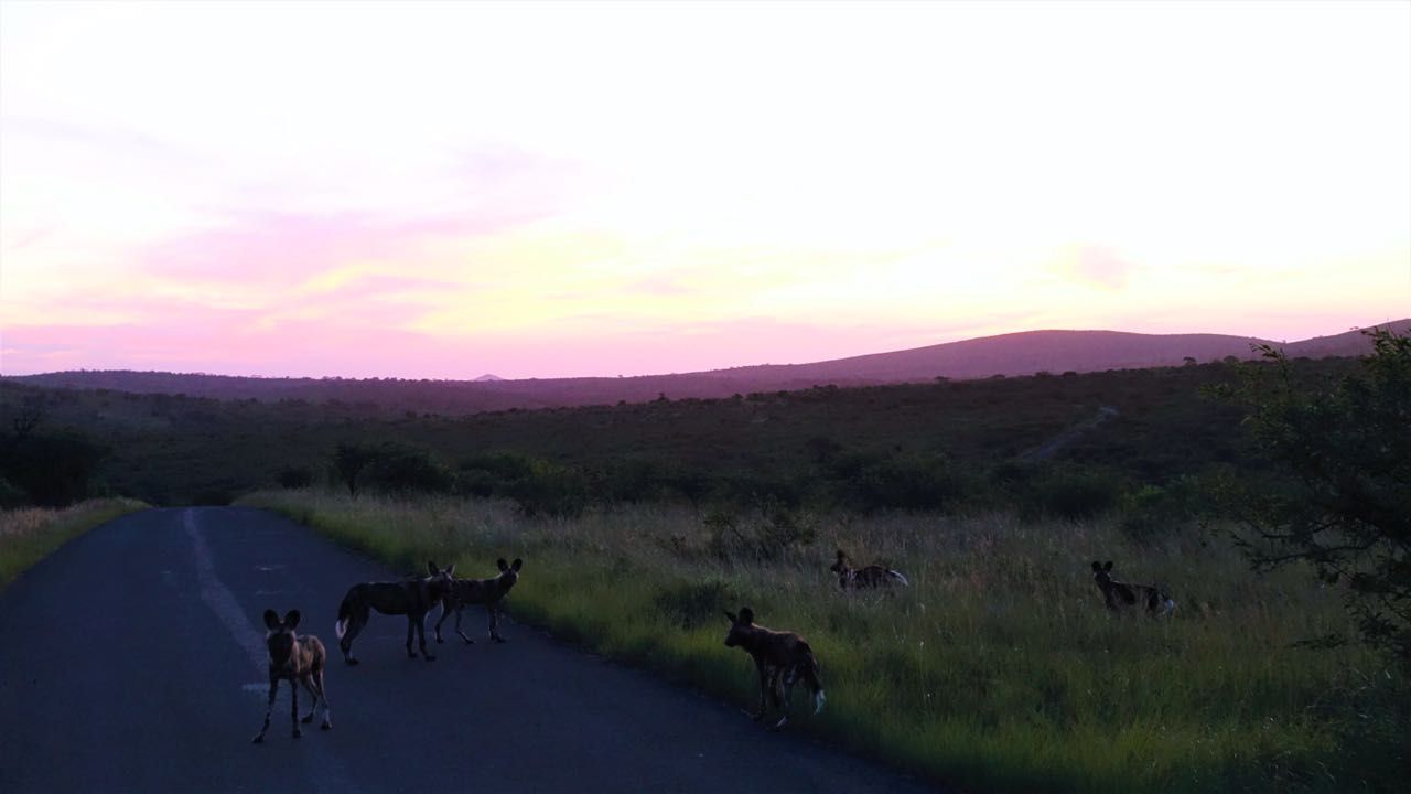 freiwilligenarbeit-suedafrika-erfahrungsbericht-kundenfotos-artenschutz-wildhundrudel-natucate