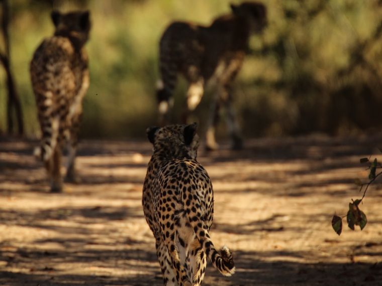 erfahrungsberichte-rangerkurse-suedafrika-professional-field-guide-marc-aurel-geparden-natucate