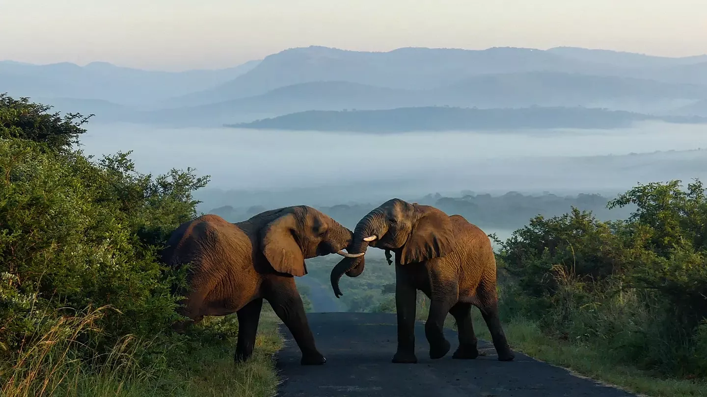erfahrungsbericht-sabbatical-afrika-julian-freiwilligenarbeit-suedafrika-elefanten-natucate