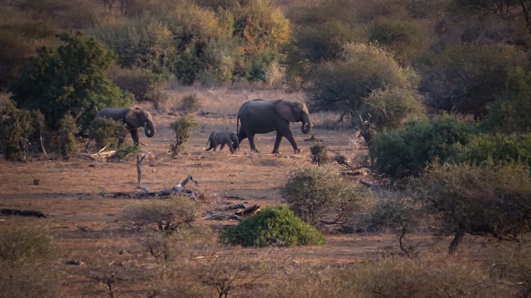blog-sabbatjahr-katrin-elefanten-natucate