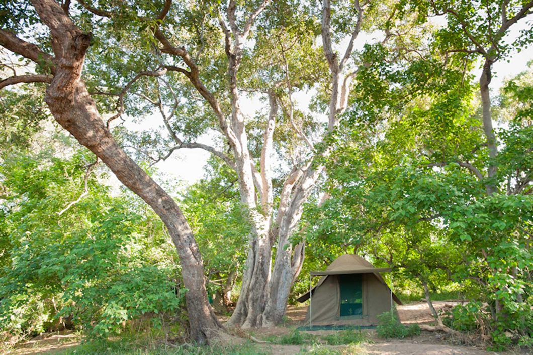 Ein Zelt steht unter afrikanischem Buschwerk und dient den Teilnehmern als Unterkunft