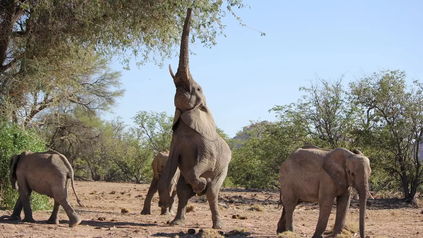 freiwilligenarbeit-namibia-familie-afrika-family-volunteering-artenschutz-fressende-elefanten-natucate