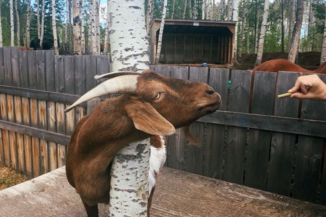 freiwilligenarbeit-kanada-tierschutz-ziege-natucate