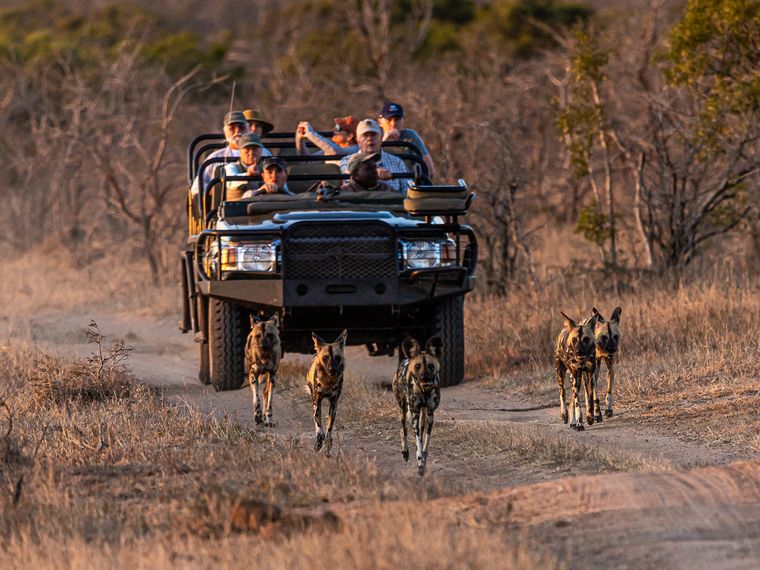 natucate-guide-course-bw-pfg-game-drive-wild-dogs