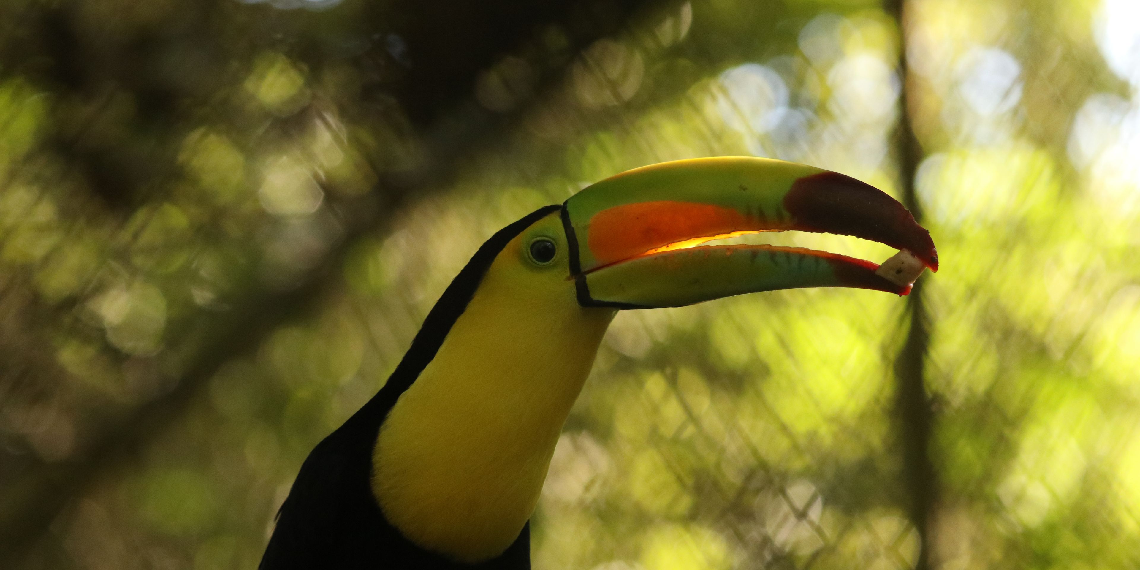 reisen-freiwilligendienst-guatemala-wildtierschutz-toucan